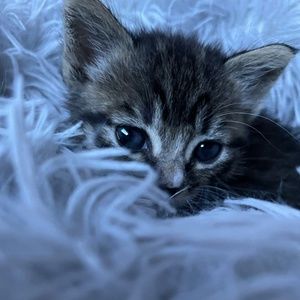 Meet your Posher, kealani